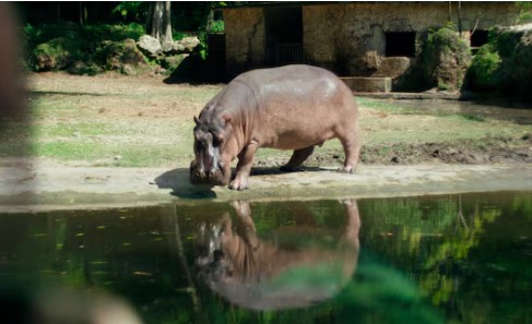 Filme ‘Zafari’ estreia no Brasil e usa distopia para retratar crise na Venezuela