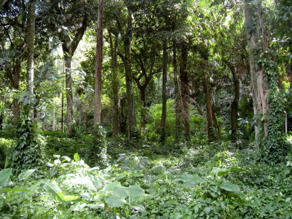 Concurso da Fundação Florestal com quase 11 mil inscritos avança para nova etapa