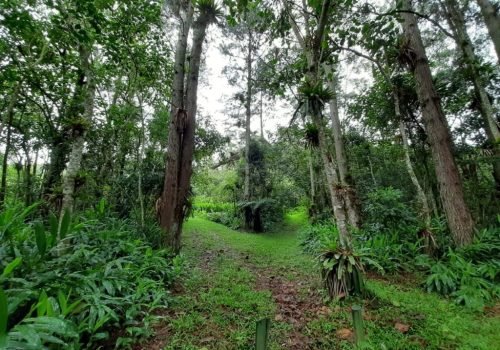 Biodiversidade: jovens de SP têm até 25 de outubro para se inscrever em intercâmbio virtual com o Japão