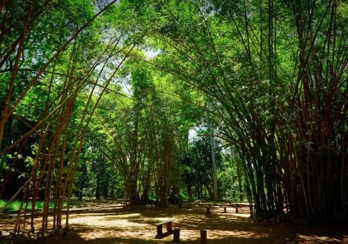 IPA abre concurso com 98 vagas para reforçar pesquisas ambientais no Estado