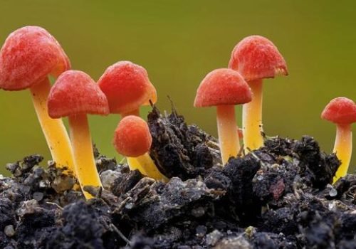 Petra+Werner Eimann Kaarst Alemanha
                          Os fungos desempenham um papel essencial na preservação da biodiversidade