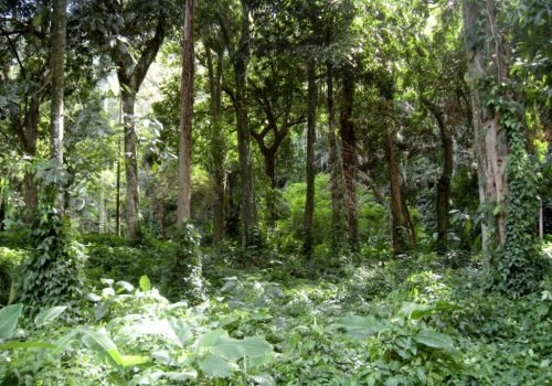 Concurso da Fundação Florestal com quase 11 mil inscritos avança para nova etapa