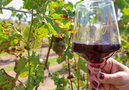 Dia Nacional do Enólogo: SP concentra 26% do consumo nacional de vinho